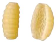 Gnocchetti 11mm, die 431